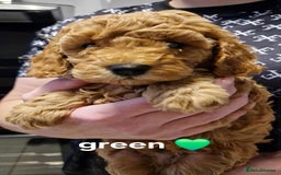 Cavapoo dogs for sale: Beautiful F1b cavapoo 💚💙🩷 - Image 8