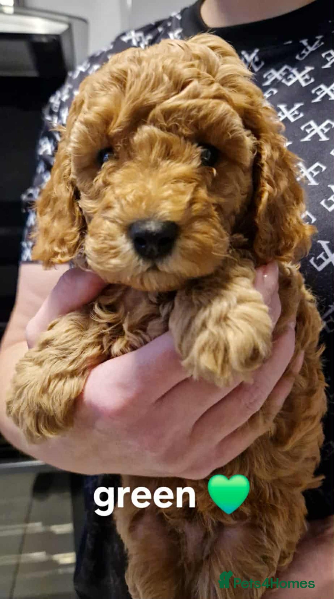 Cavapoo dogs for sale: Beautiful F1b cavapoo 💚💙🩷 - Image 8