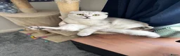 Scottish Fold cats for stud: Beautiful Scottish Fold Stud - Advert 5