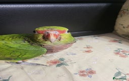 Parrots birds for sale: Vinaceous Breasted Amazon - Image 3