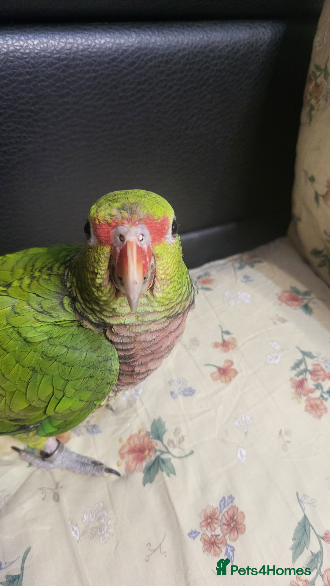 Parrots birds for sale: Vinaceous Breasted Amazon - Image 3