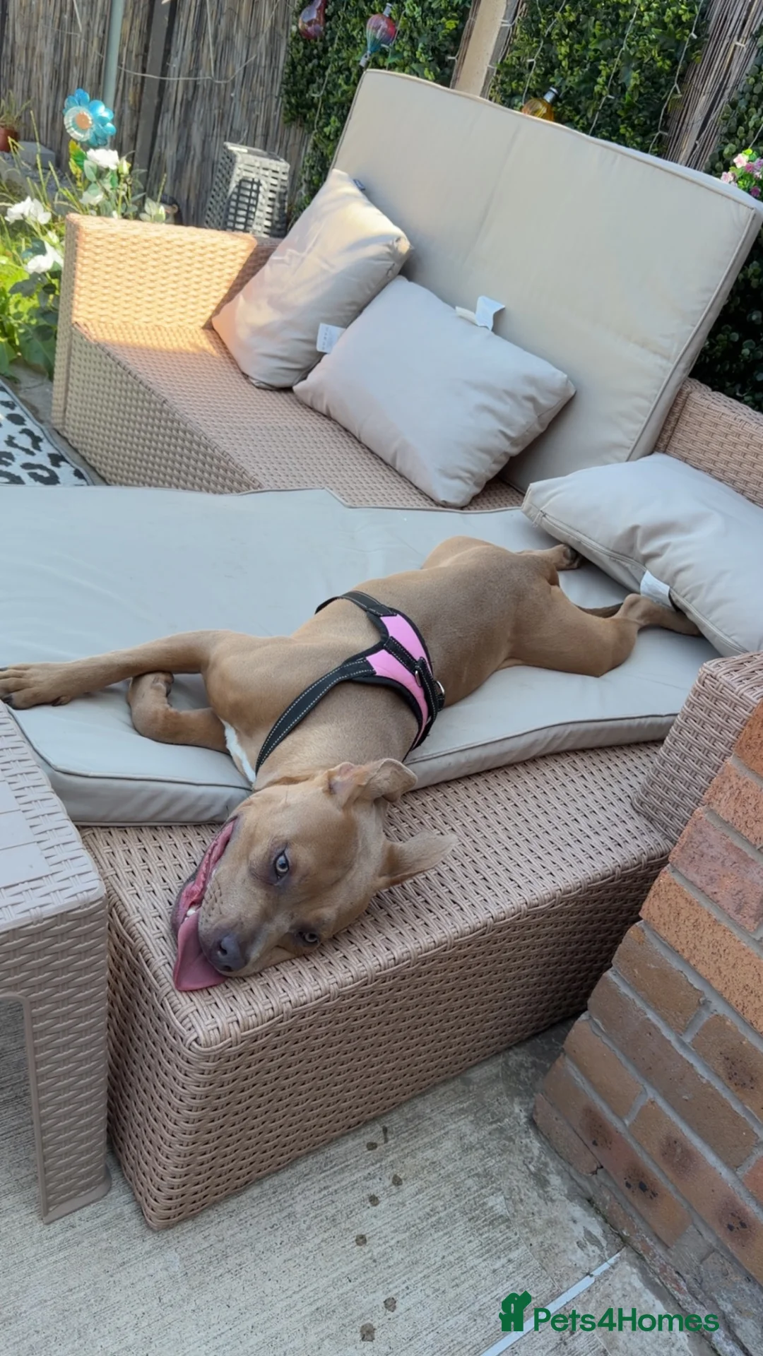 Staffordshire Bull Terrier dogs for sale: Nyla (staffishire bull terrier cross breed)  - Advert 6