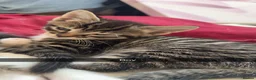 Mixed Breed cats for sale: Beautiful kittens for sale  - Advert 2