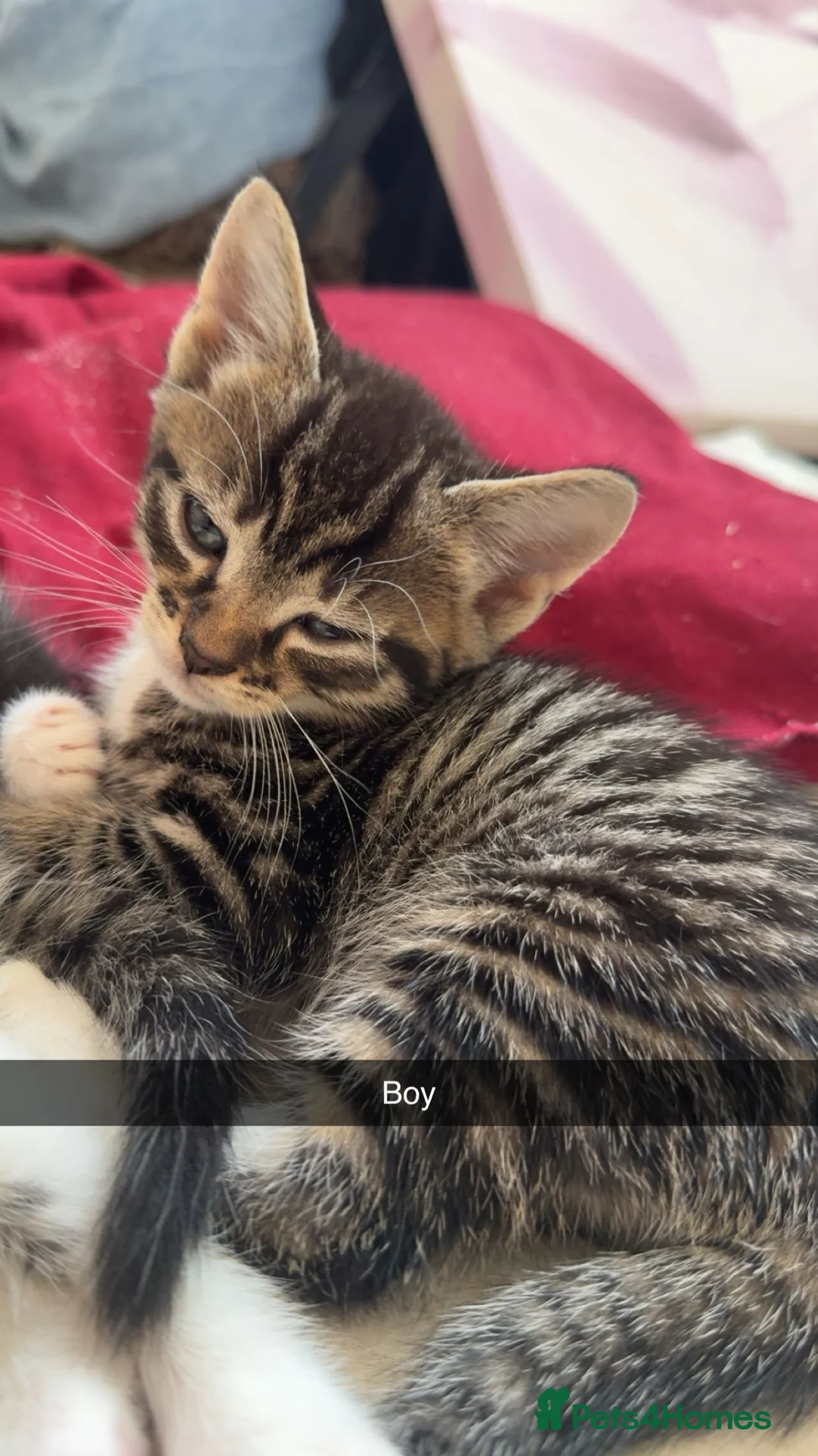 Mixed Breed cats for sale: Beautiful kittens for sale  - Advert 2
