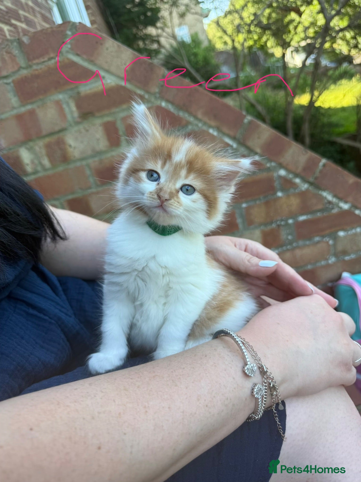 British Shorthair cats Beautiful ginger kittens  - Advert 7