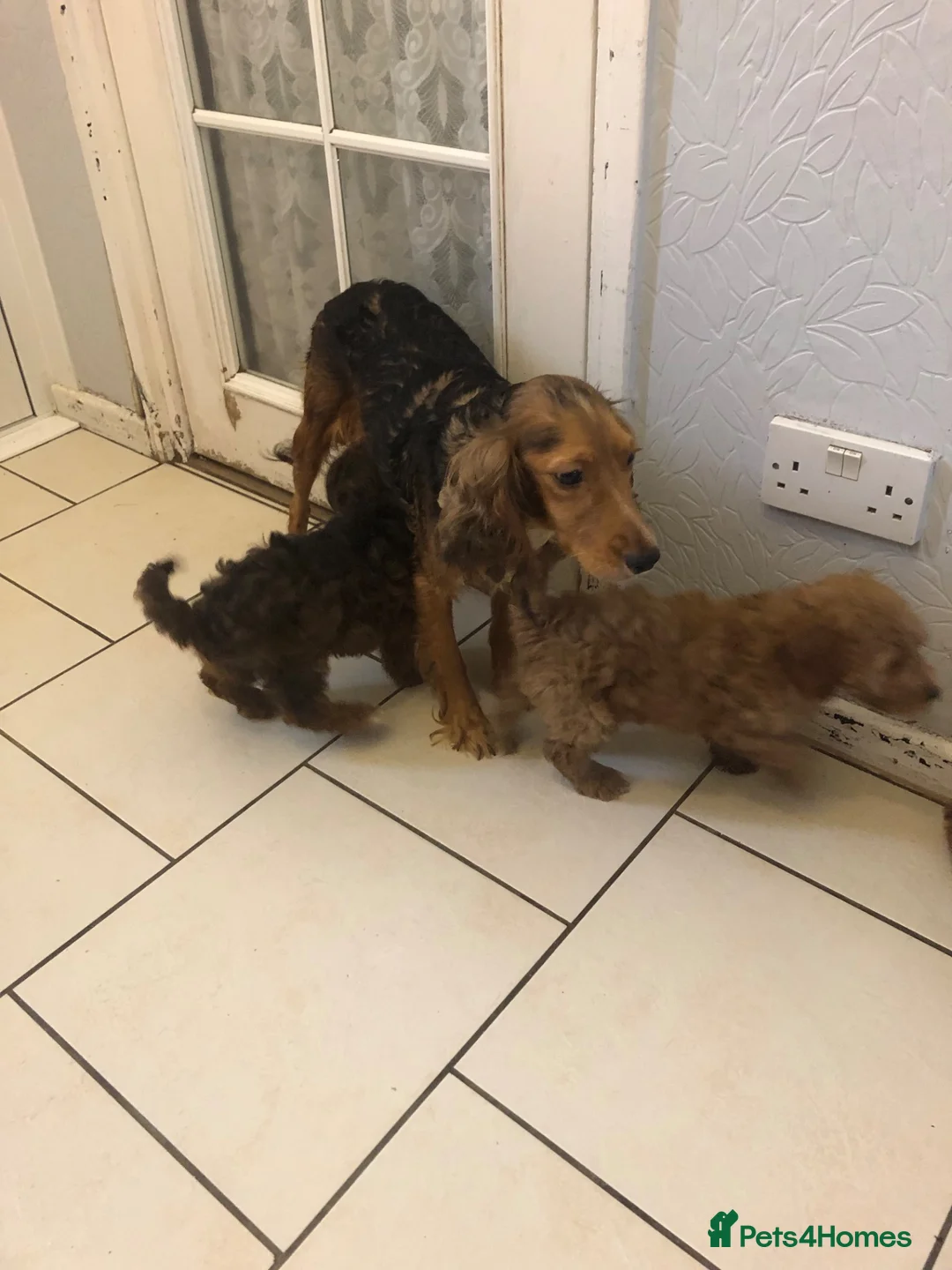 Cockapoo dogs for sale: Cockapoo in Ashford - Advert 2