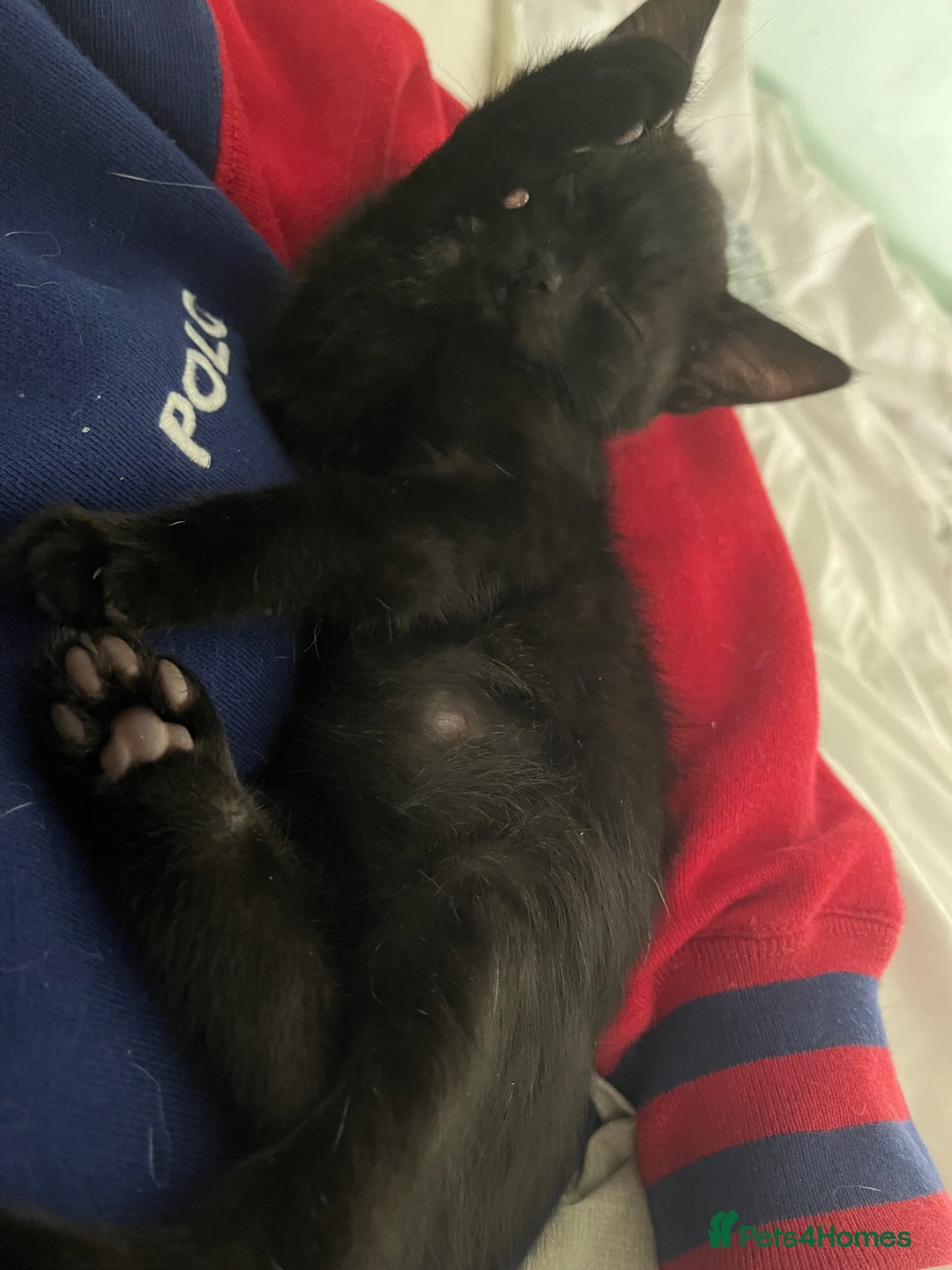 Mixed Breed cats for sale: Male black kitten - ready now - Image 10