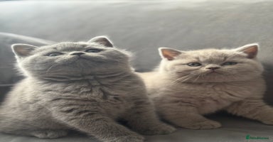 British Shorthair cats - Advert 3