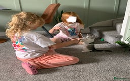 Maine Coon cats for sale: Silver spotted tabby & white girl kitten  - Image 8