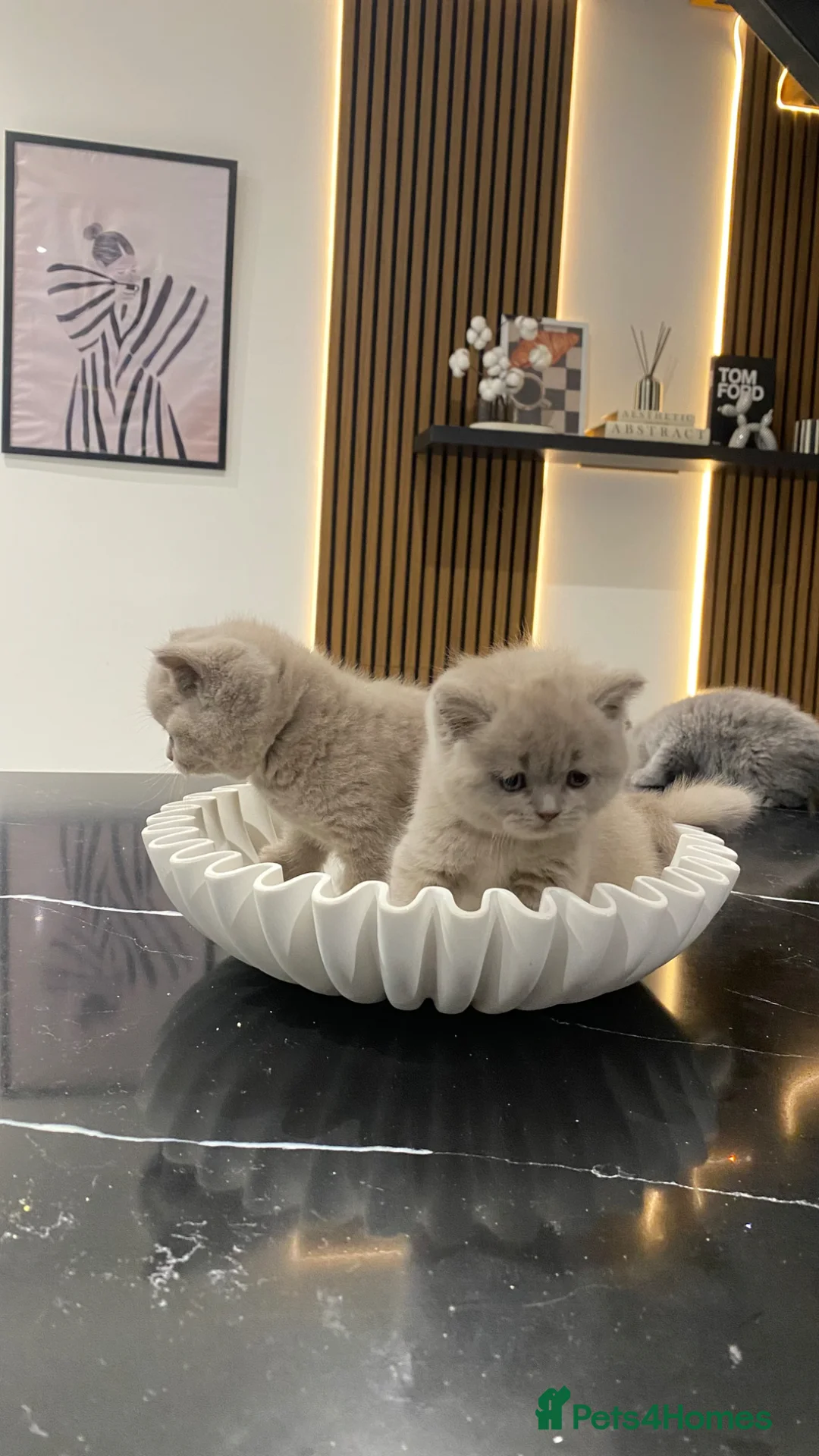 British Shorthair cats for sale: 🐱🥇Gorgeous Full Pedigree BSH Kitten champ line🩸 - Advert 2