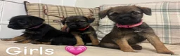 Border Terrier dogs for sale: KC reg border terrier pups  - Advert 2