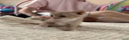 Mixed Breed cats for sale: Adorable kittens 🐈‍⬛ - Advert 8