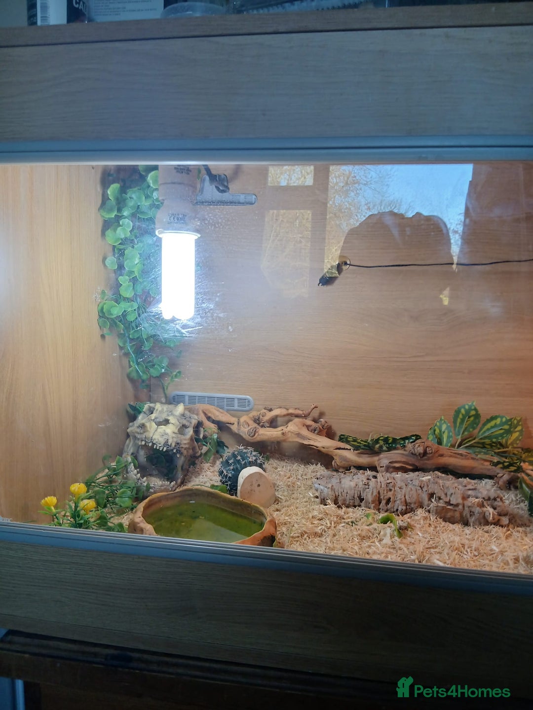 Bearded Dragon reptiles for sale: Bearded Dragon and full set up - Advert 3