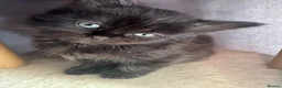 British Shorthair cats for sale: British Shorthair kittens not ready for pickup ye - Advert 3