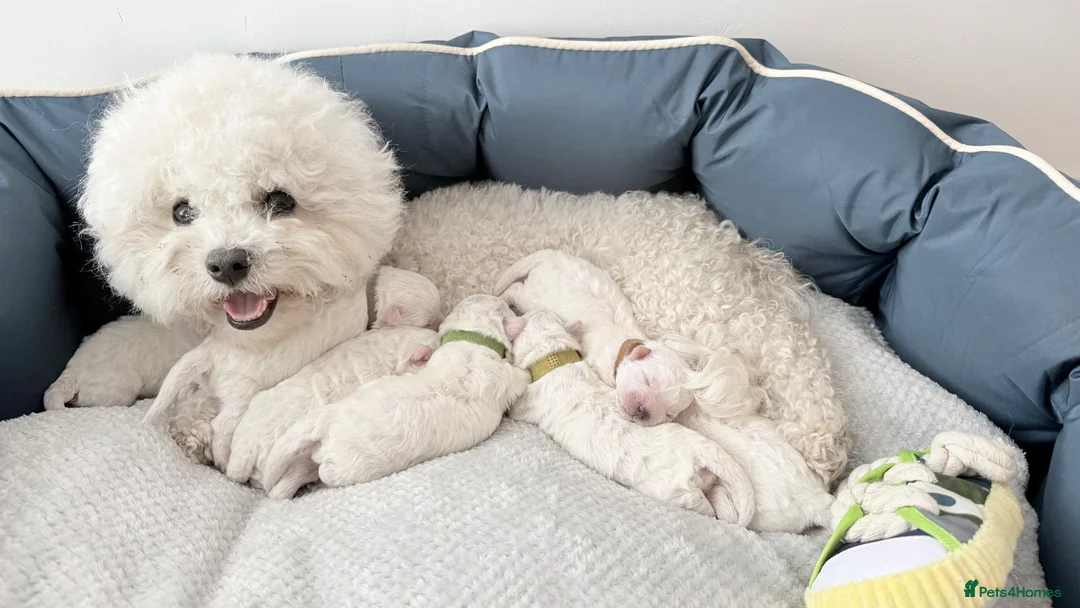 Bichon Frise dogs for sale: 🐶 Gorgeous Pedigree Bichon Frise - Advert 1