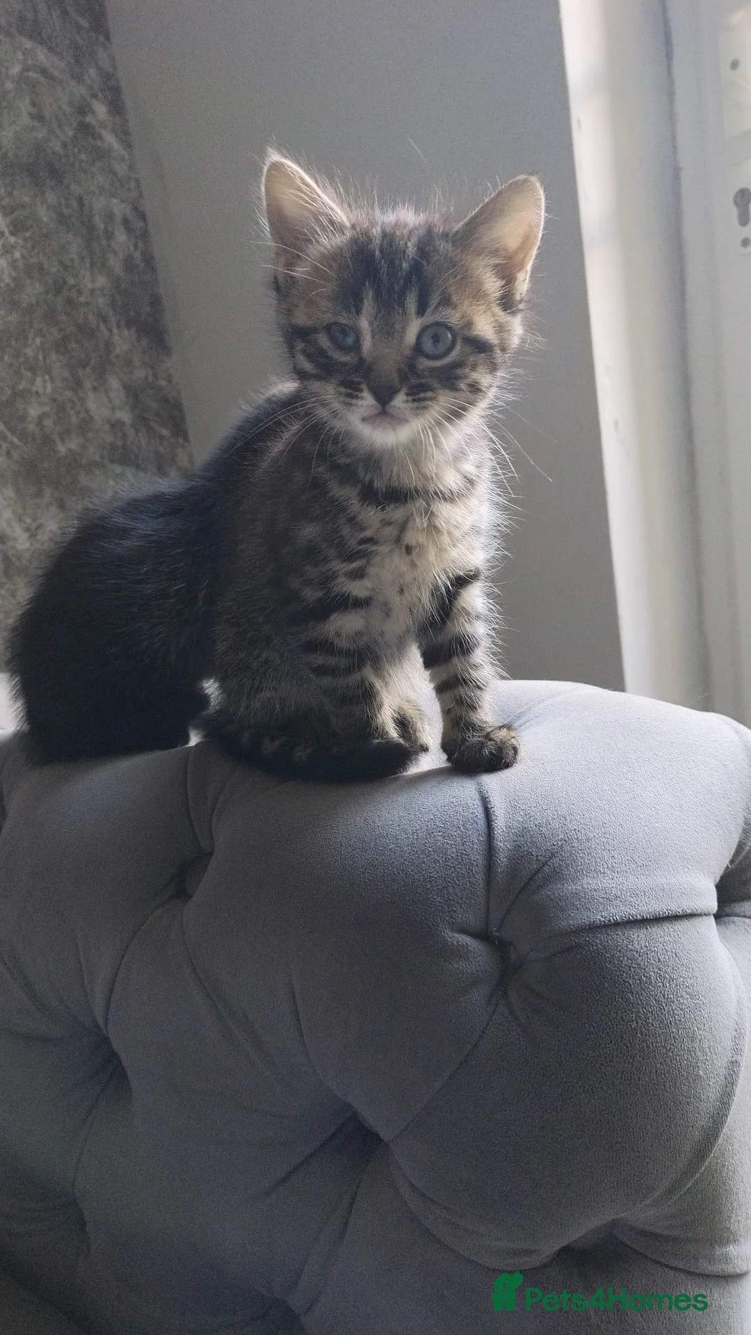 Mixed Breed cats for sale: 😍🐈5 male kittens for sale🐈 😍 - Advert 2