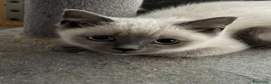 British Shorthair 1