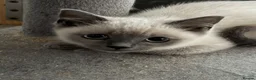 British Shorthair cats for sale: British shorthair x - Advert 4
