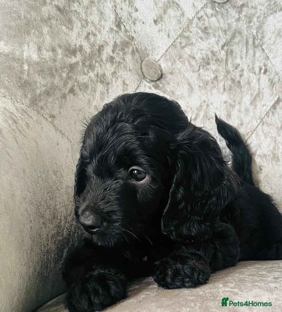 Cockapoo dogs for sale: Beautiful Black Cockapoo Puppies  - Image 5