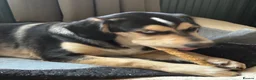 Mixed Breed dogs for sale: Gorgeous Max - Advert 6