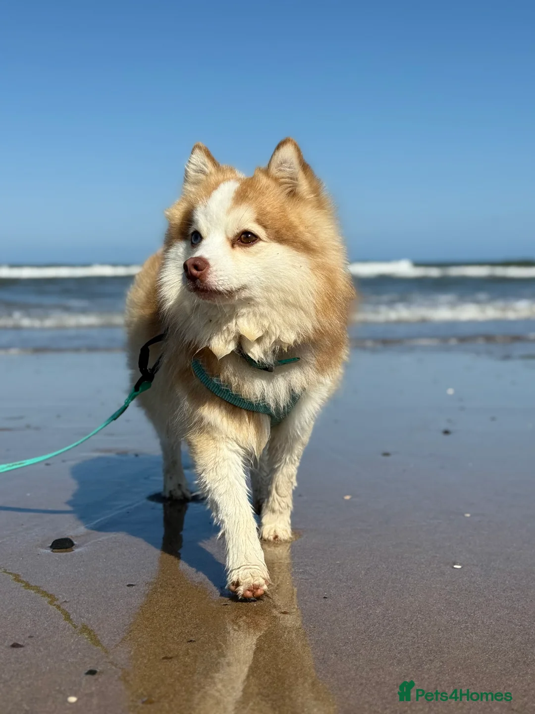 Pomsky dogs for sale: F3 Pomsky Puppies - ready now :)  - Advert 18