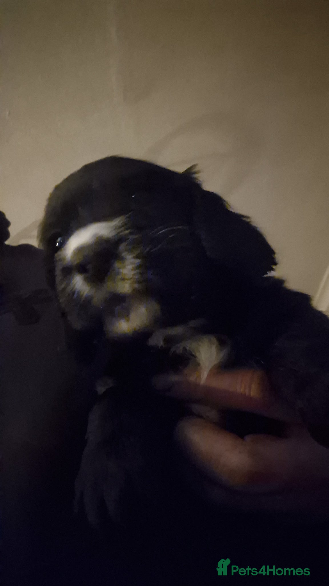 Cocker Spaniel dogs for sale: 6 cocker spaniel pups  - Advert 2