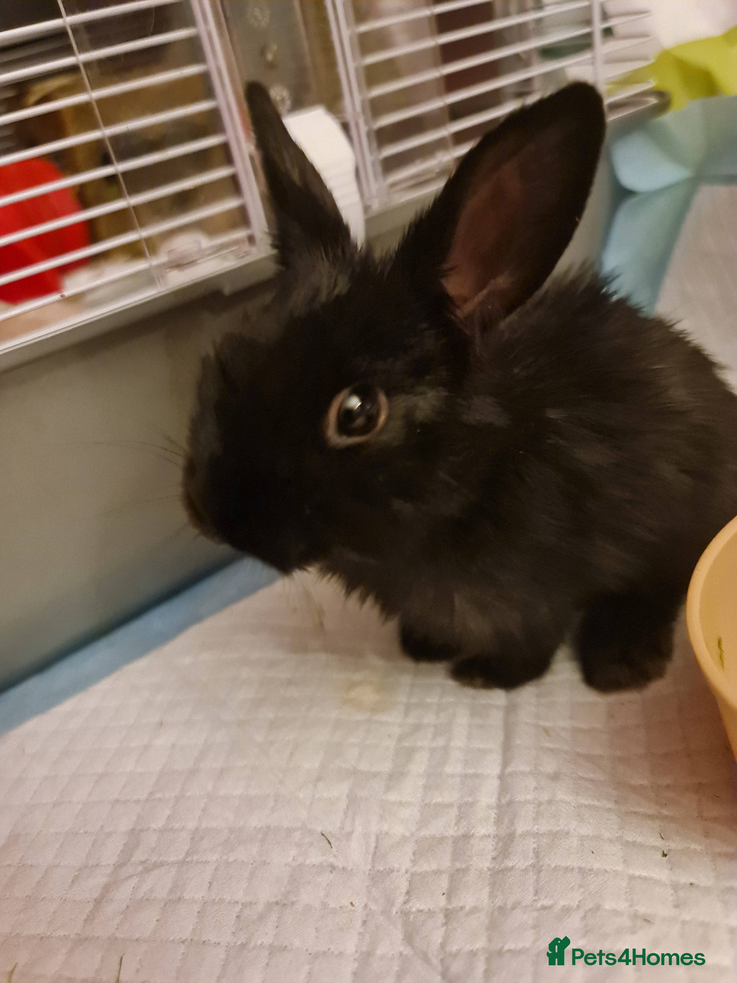 Mixed Breed rabbits 1 Male Rabbit Kit For Sale - Advert 1