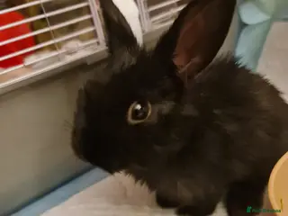 Mixed Breed rabbits 1 Male Rabbit Kit For Sale - Advert 1