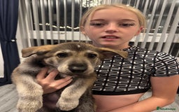 German Shepherd dogs for sale: Beautiful GSD boy - Image 3