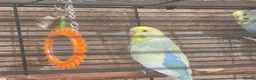Budgerigars birds for sale: 4 Budgies 2 male 2 female - Advert 3