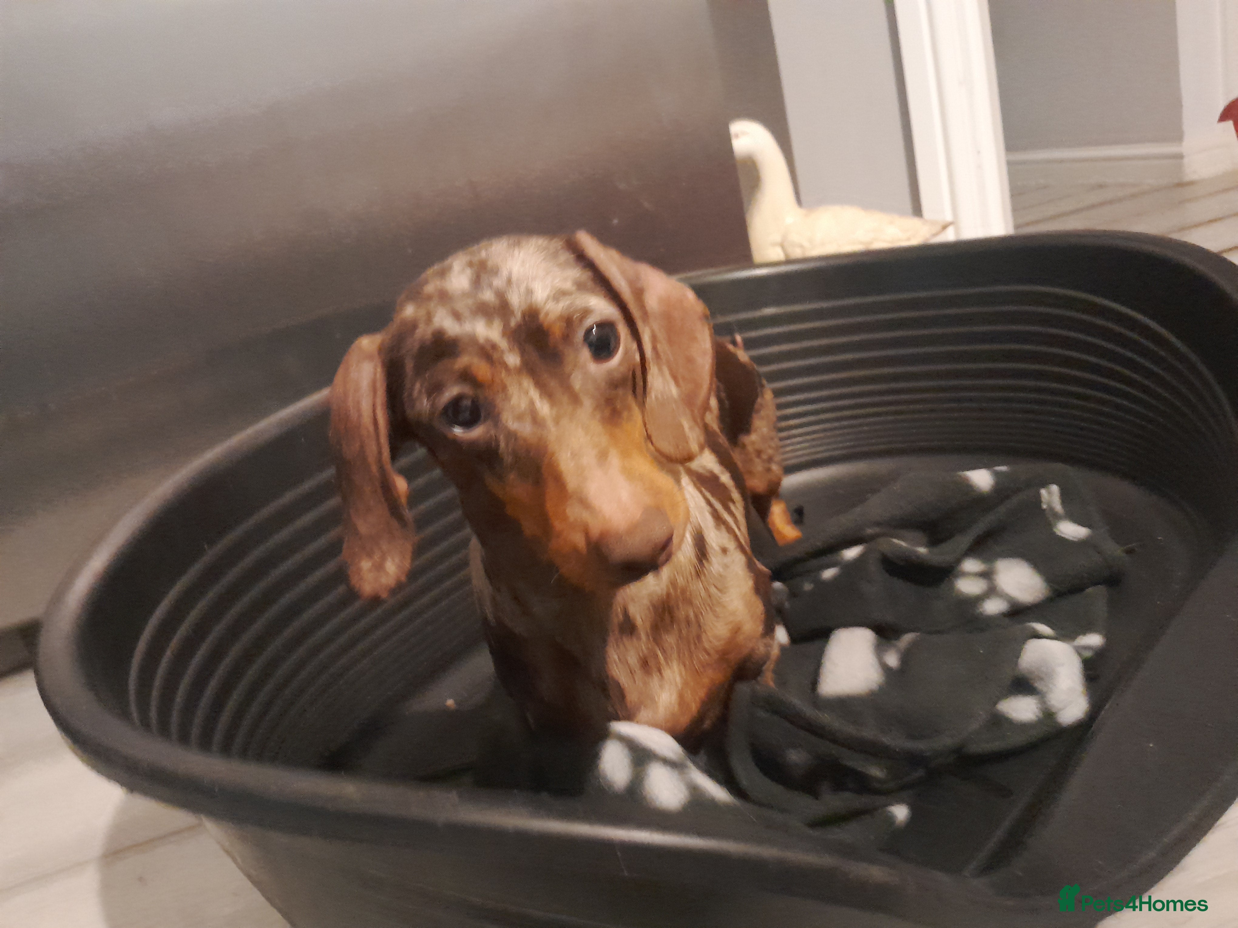 Miniature Dachshund dogs 4 beautiful miniture dachshunds - Advert 1