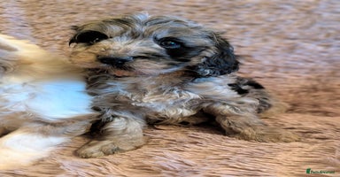 Cockapoo dogs Beautiful F1b cockapoo puppies - Advert 3