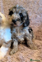 Cockapoo dogs Beautiful F1b cockapoo puppies - Advert 3