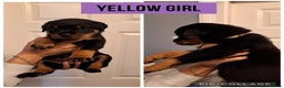 Rottweiler dogs for sale: Rottweiler pups looking for forever homes - Advert 3
