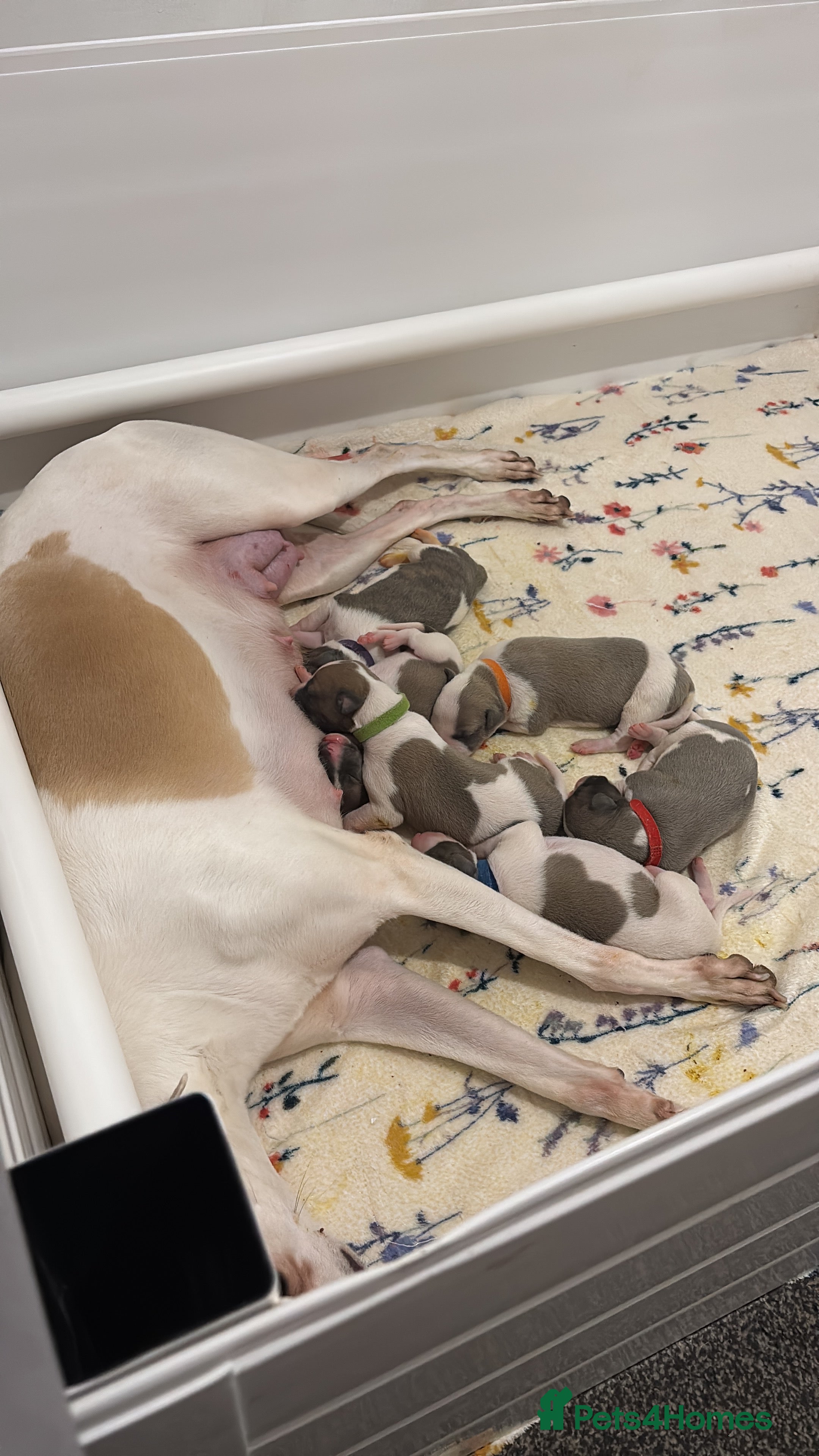 Whippet dogs 🌟 quality KC whippet pups 🌟 - Advert 6