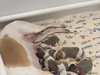 Whippet dogs 🌟 quality KC whippet pups 🌟 - Advert 3