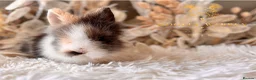 Lionhead rabbits for sale: Beautiful Fully Vaccinated Lionheads! - Advert 8