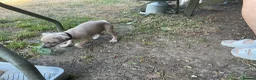 Italian Greyhound dogs for sale: Gorgeous Kc reg Italian greyhound  - Advert 30