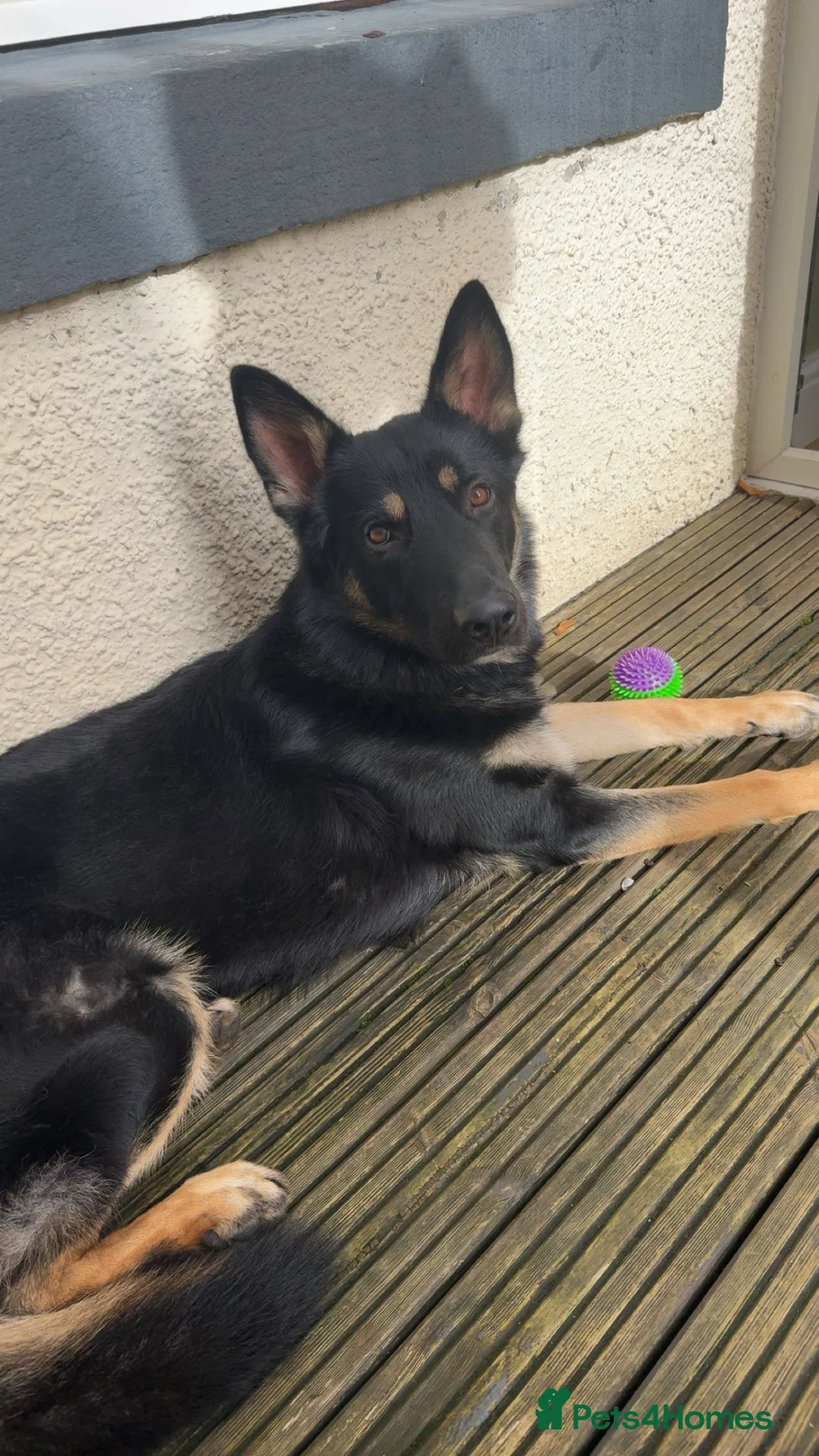 German Shepherd dogs for stud: STUD  in Cockermouth - Advert 3