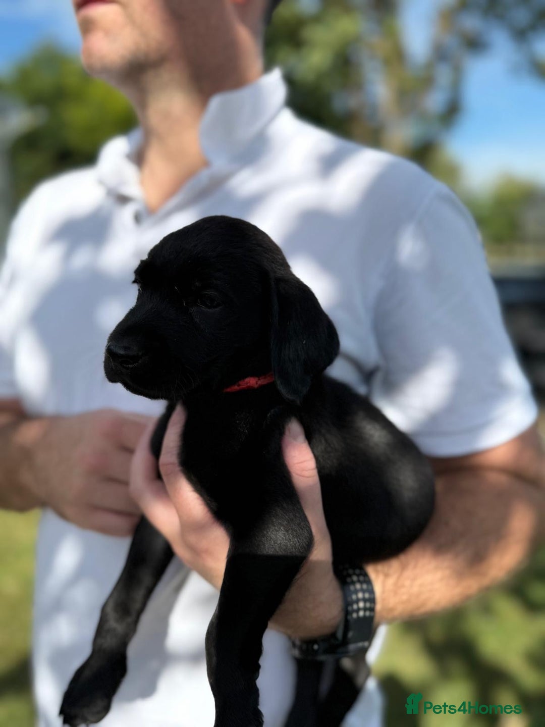 Labrador Retriever dogs for sale: KC Registered Black Labrador Pups 🐾 - Image 35