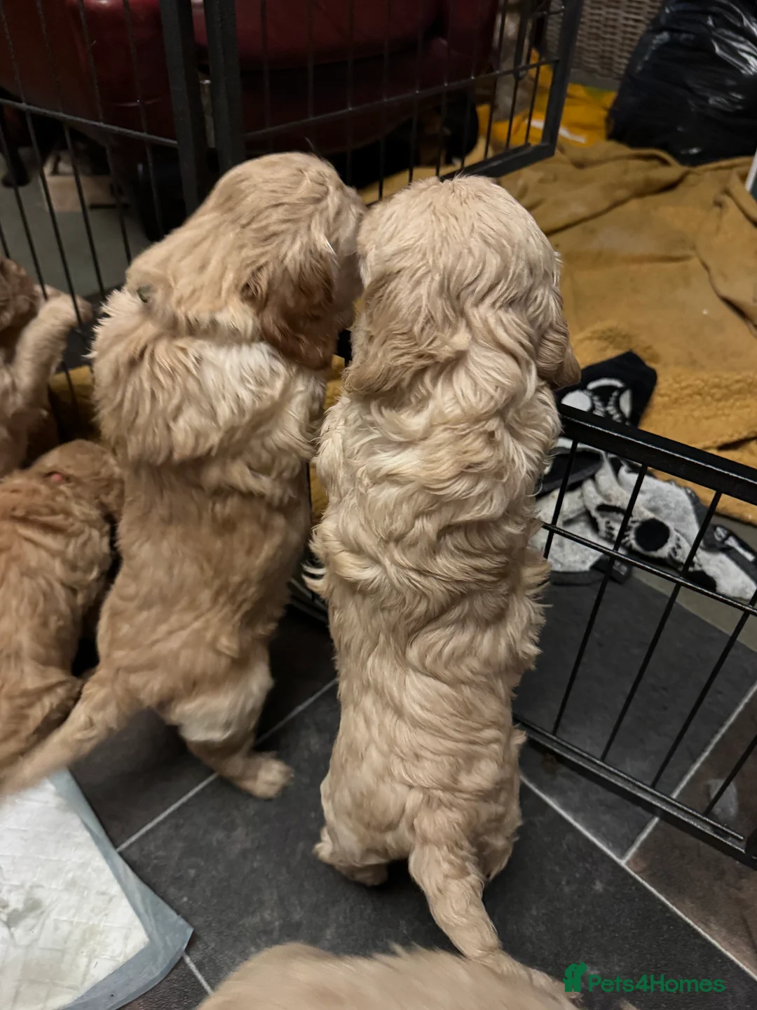 Cockapoo dogs for sale: Wonderful Litter of Cockerpoos, in Belper - Advert 10