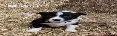 Border Collie Puppy 7