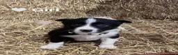 Border Collie dogs for sale: Beautiful Border Collie Pups 🖤🤍🐾 - Advert 11