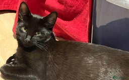 Mixed Breed cats for sale: A black cat - Image 3