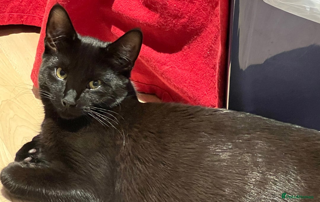 Mixed Breed cats for sale: A black cat - Image 3