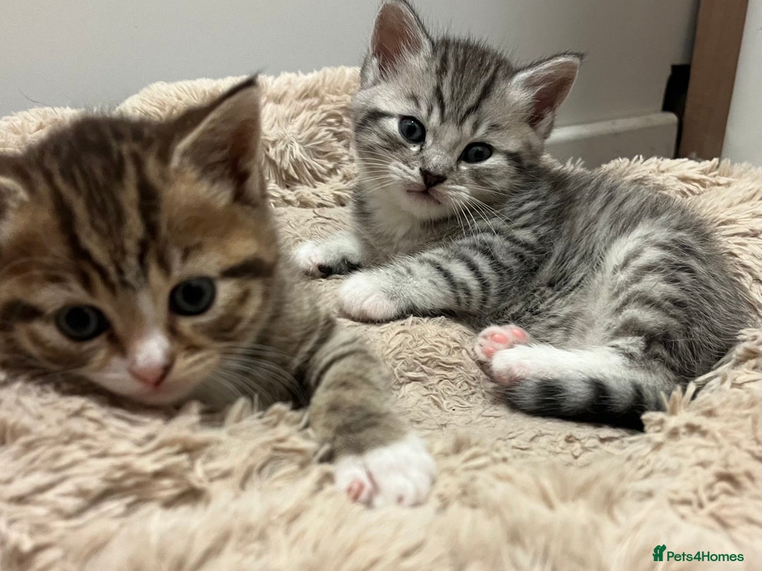 Mixed Breed cats for sale: British Short Hair X Kitten 1 MALE - Advert 3