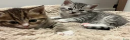 Mixed Breed cats for sale: British Short Hair X Kitten 1 MALE - Advert 3