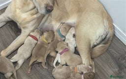 Labrador Retriever dogs for sale: Litter of 9 Labs pale to dark fox red *4 reserved* - Image 3