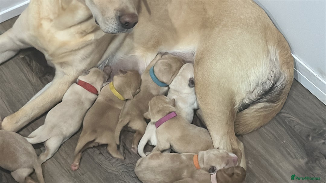Labrador Retriever dogs for sale: Litter of 9 Labs pale to dark fox red *4 reserved* - Image 3