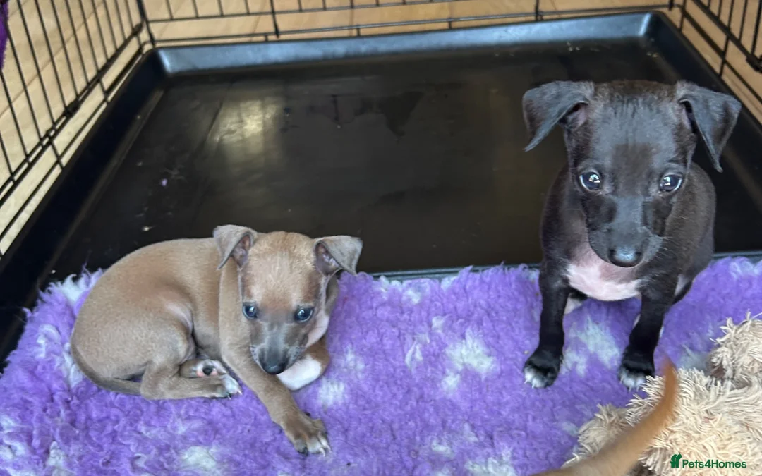 Italian Greyhound dogs for sale: 2 gorgeous Italian Greyhound boys. - Advert 1